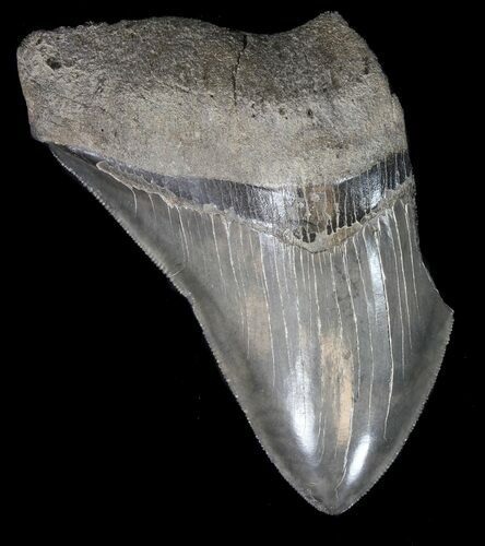 Partial, Serrated Megalodon Tooth - Georgia #41577